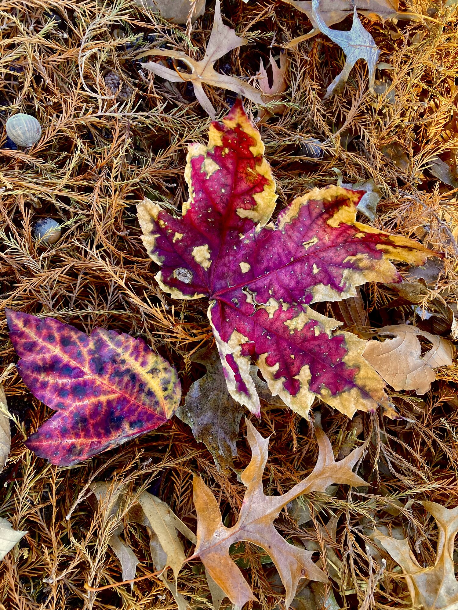 Fall Fun Photo Contest 72.jpg