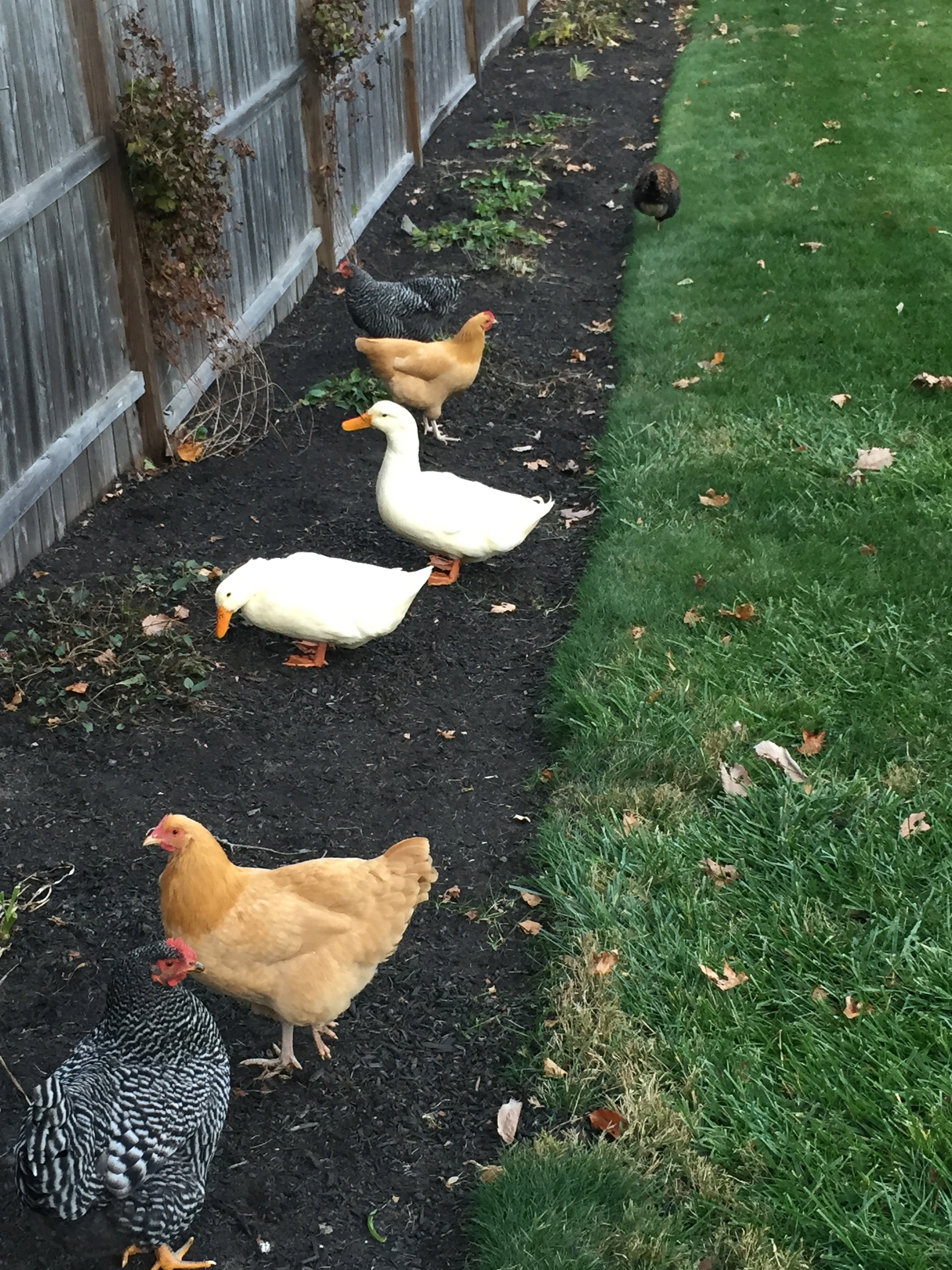 Fall is making free ranging less fun.
