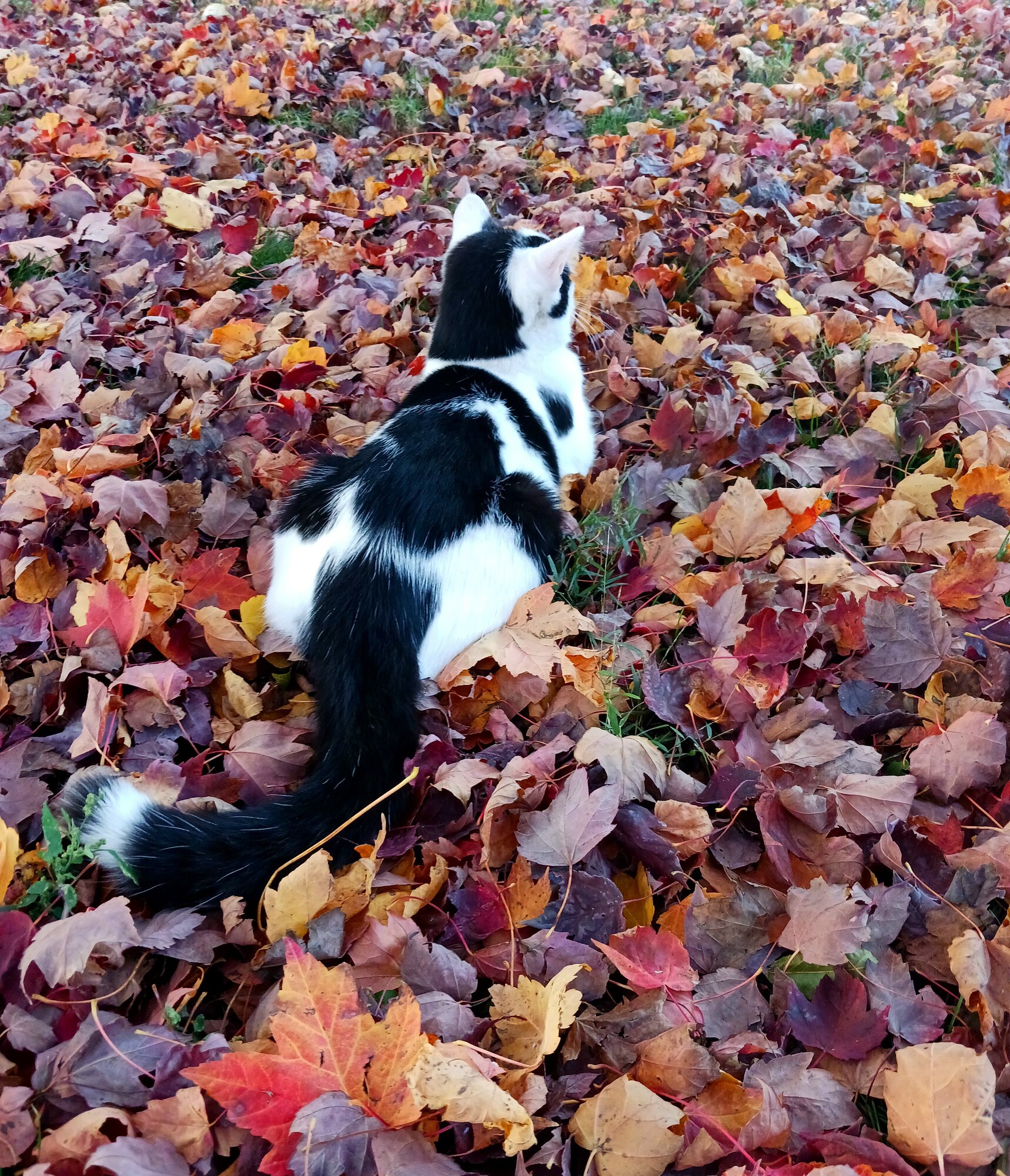 Fall on the Farm Photo Contest 11.jpg