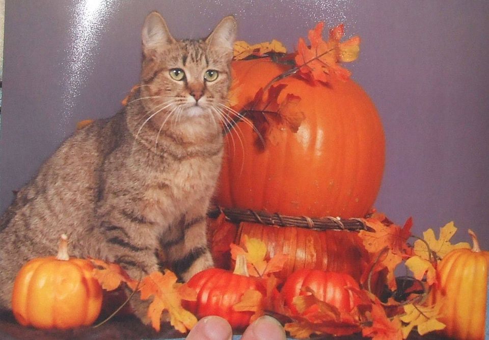 Fall on the Farm Photo Contest 2.jpg