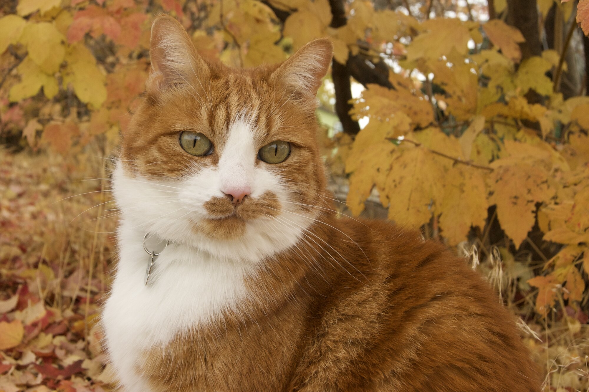 Fall on the Farm Photo Contest 20.jpg