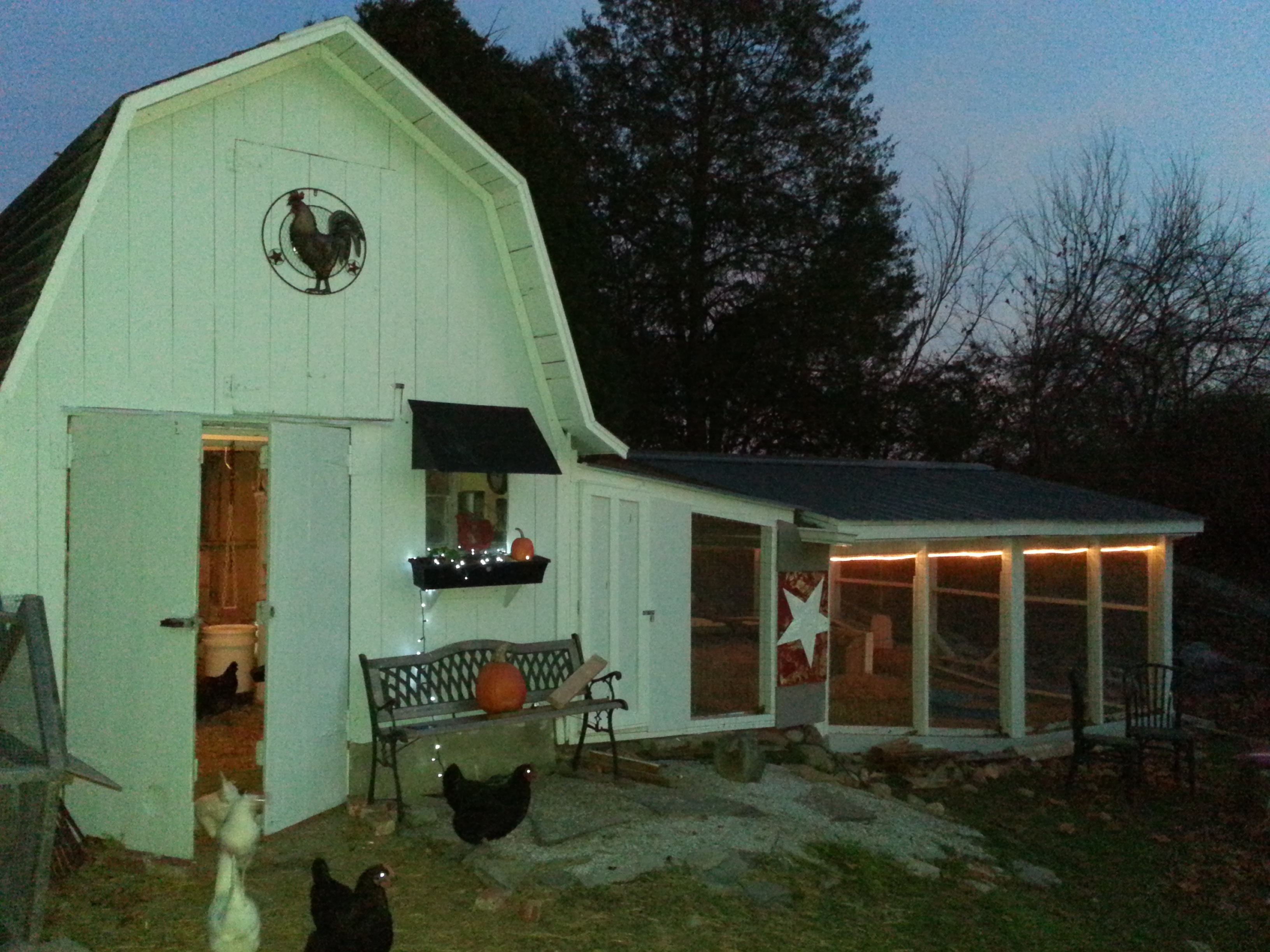 Fall time and the girls like their all done. They don't mind spending the dreary days inside and dry. The light inside the run is to help keep predators at bay and help me see. The first few days a couple of the girls were a little confused but soon after all go in when it's dark out.