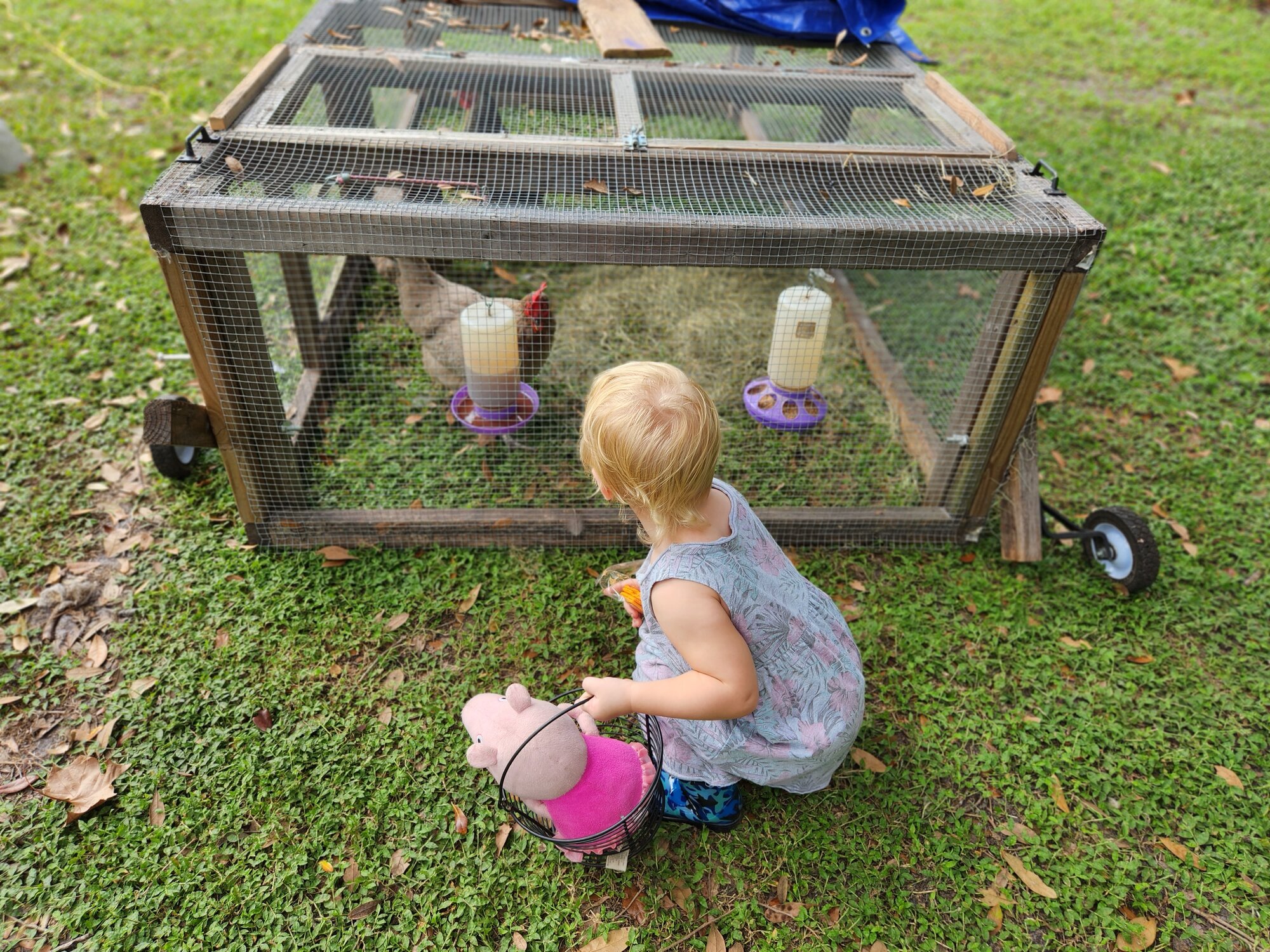 Family and Fowl Photo Contest 3.jpg