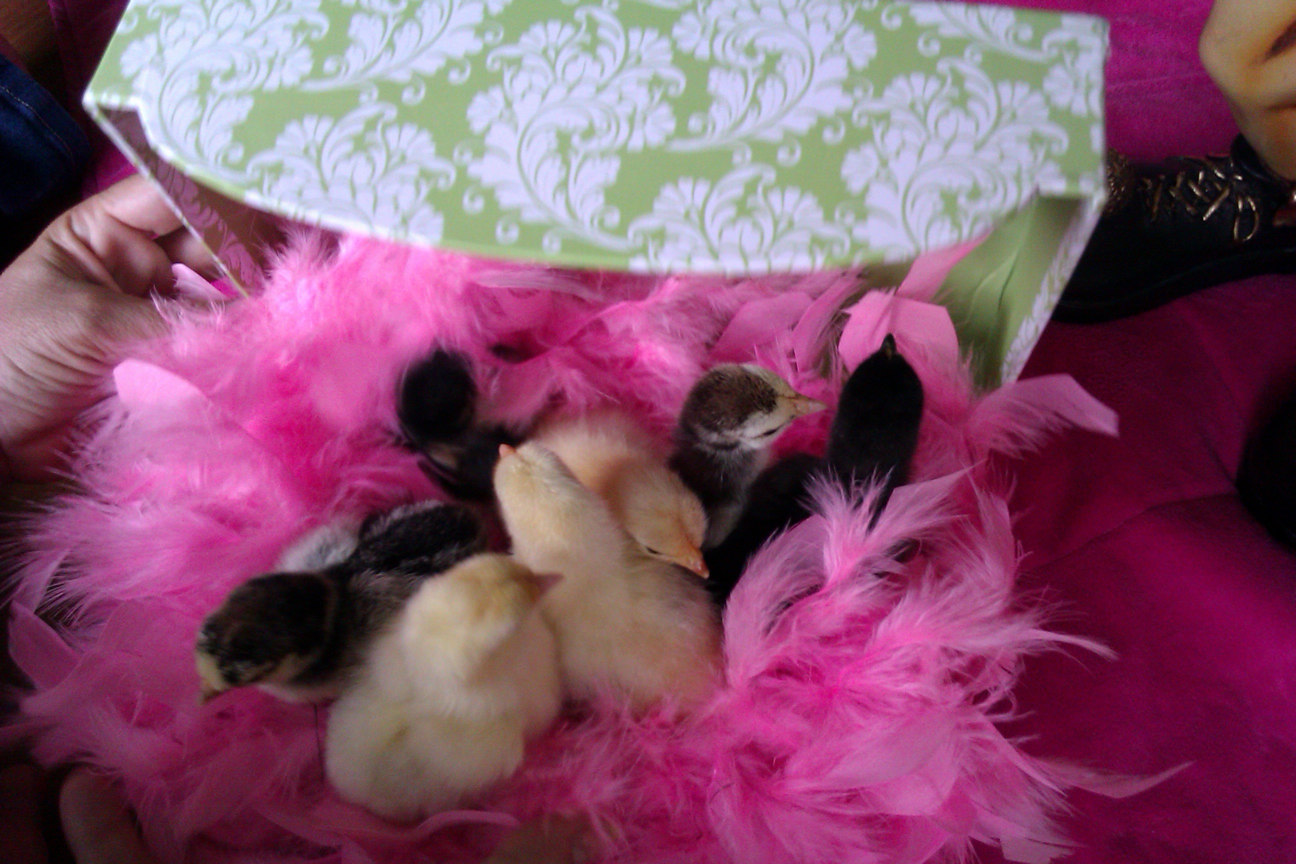 Family Picture Of New Bantam Cochins