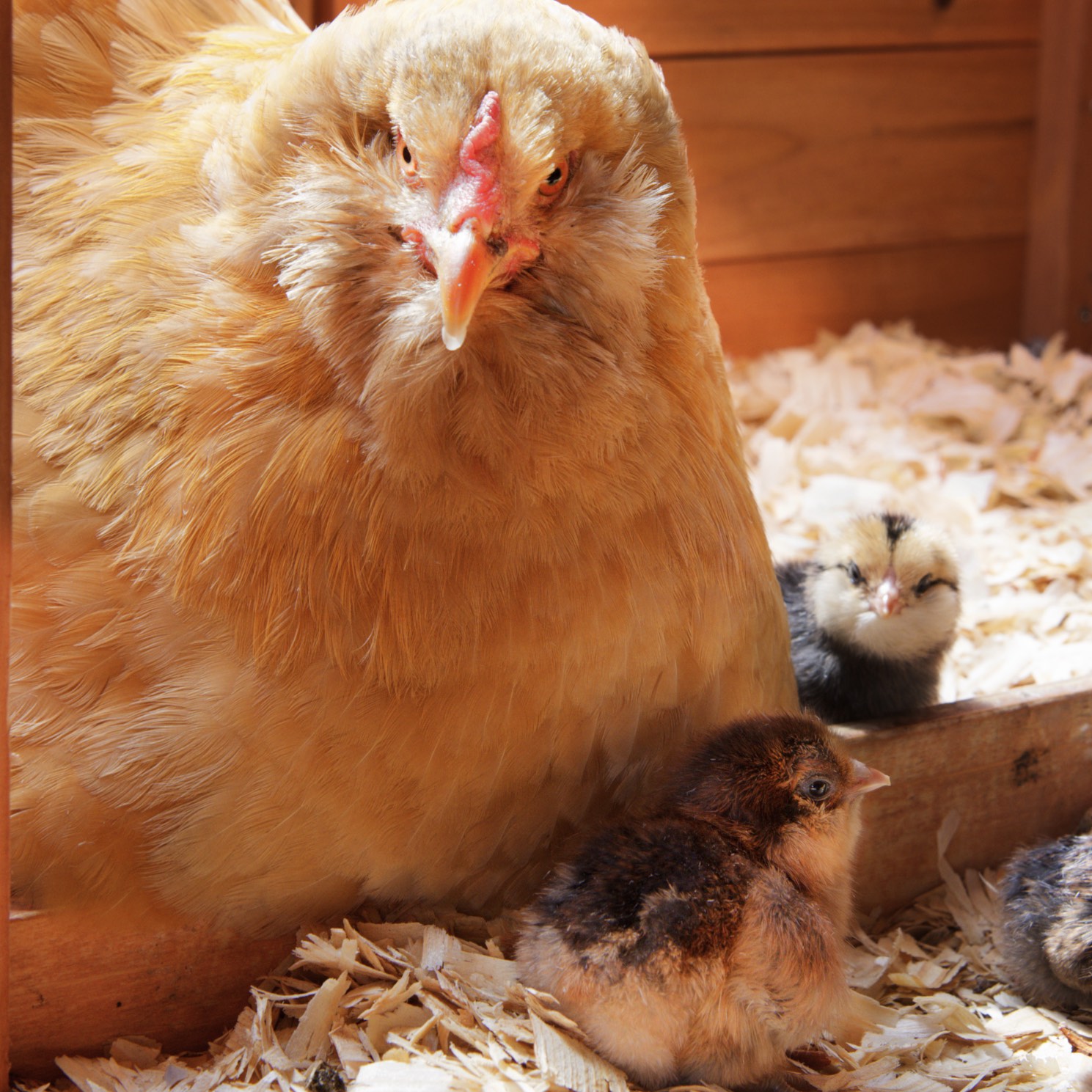 Family portrait.  So adorable!