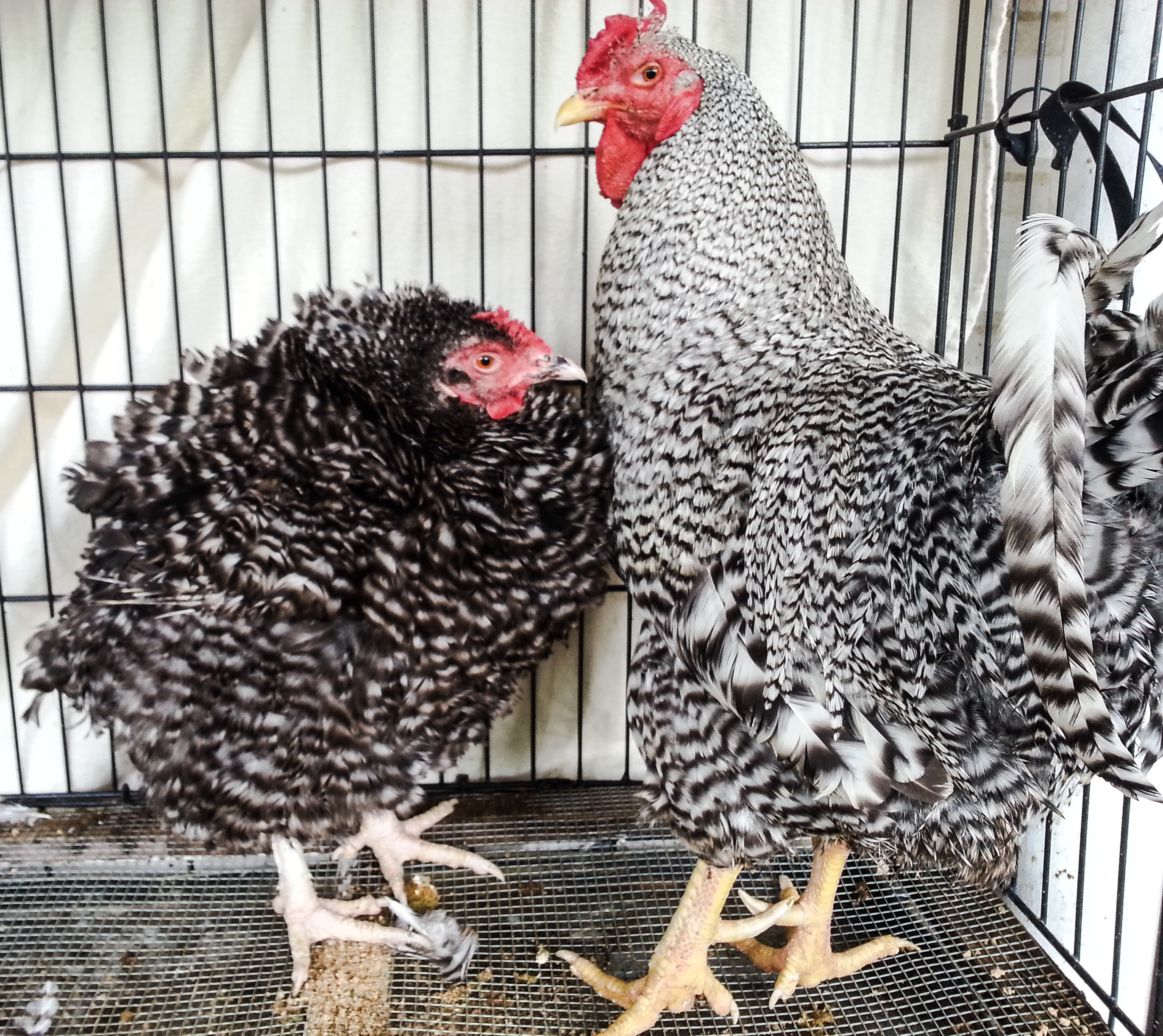 Fancy and Elvis