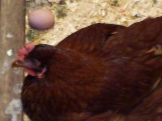 Fancy chicken in her condo after she laid us a lovely extra large egg.  Thanks Fancy!