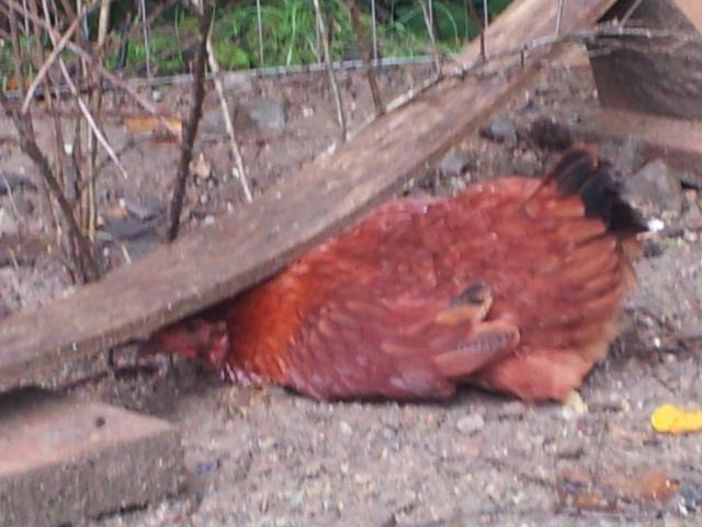 Fancy chicken is our runt.  She has a lot of trouble walking. Until she was about 7 months old her sisters were very nice to her but then they started pecking her.  She would hide under this wood, under bushes or in the nest box. They started getting more violent towards her,pulling her feathers out and pecking her in the head so for the last 6 months, she lives in the house with us. We made her a nice condo in a powerwheel box. She lays an egg approx. every other day. She talks to us whenever she feels us nearby.  We let her out to walk around and get exercise. We hand feed her, along with providing food and water.  I've started putting her in a dog crate in the yard so she can eat grass and get fresh air while being safe from hawks, dogs and her sisters.  Favorite foods are banana for breakfast and corn on the cob.