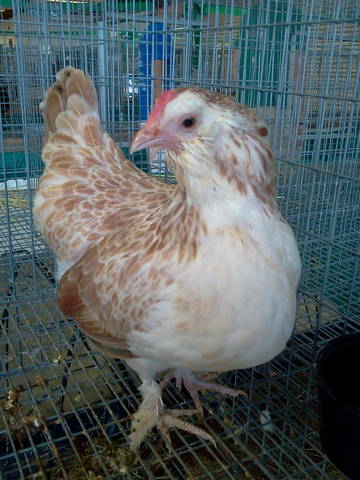 Fannie won reserve grand chamion of the feather legged bantams....the bird that beat her was BEST of SHOW....pretty good for her first try!
