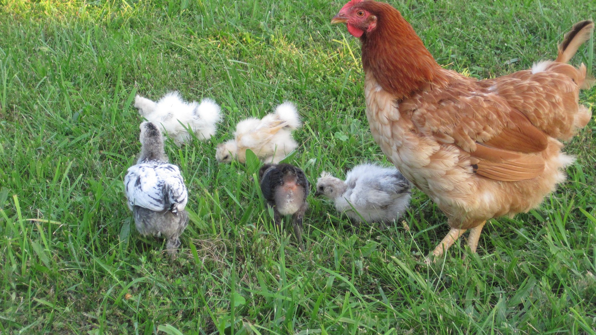 Fanny with babies
