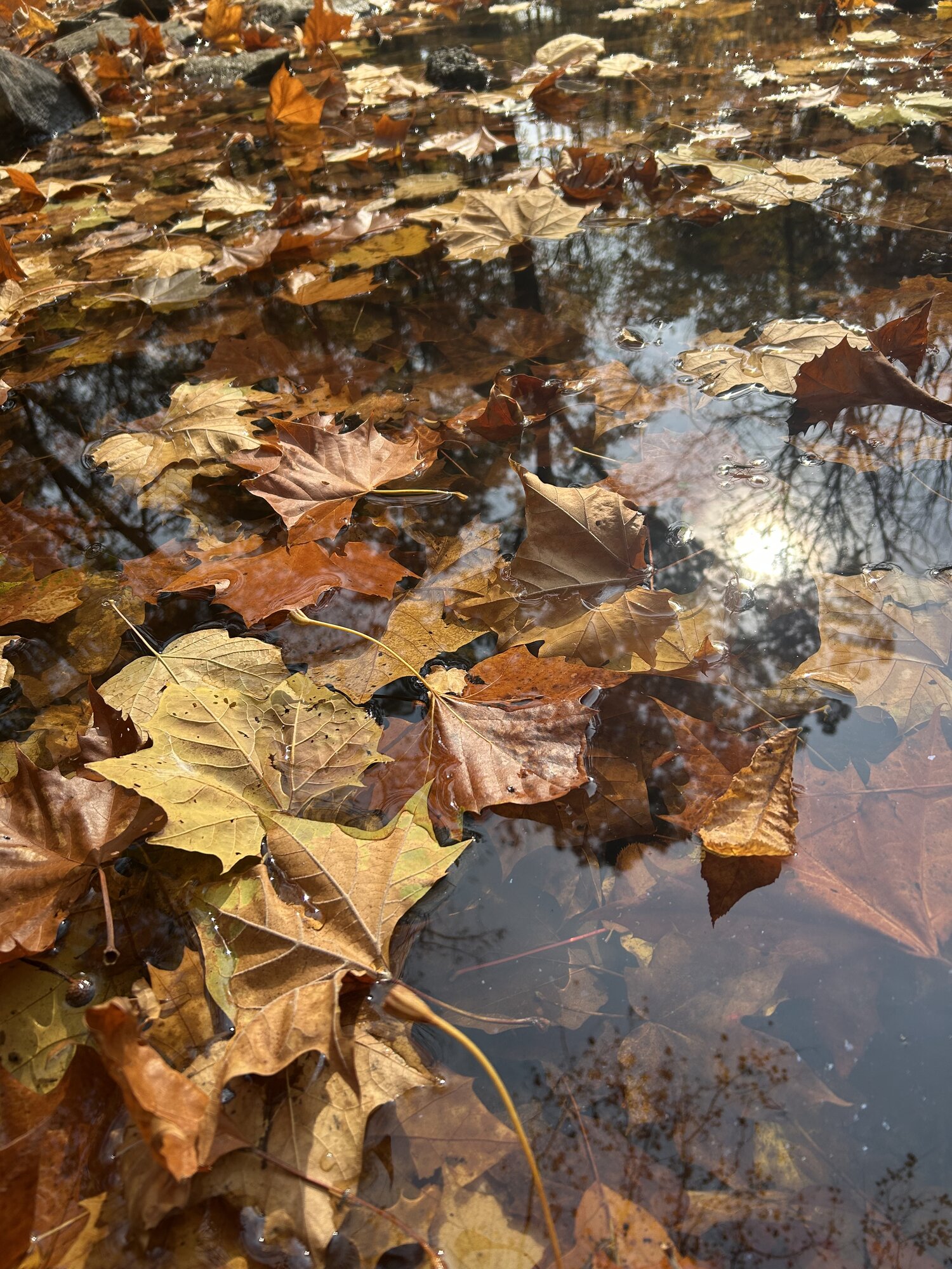 Fantastic Fall Fun 18.jpg