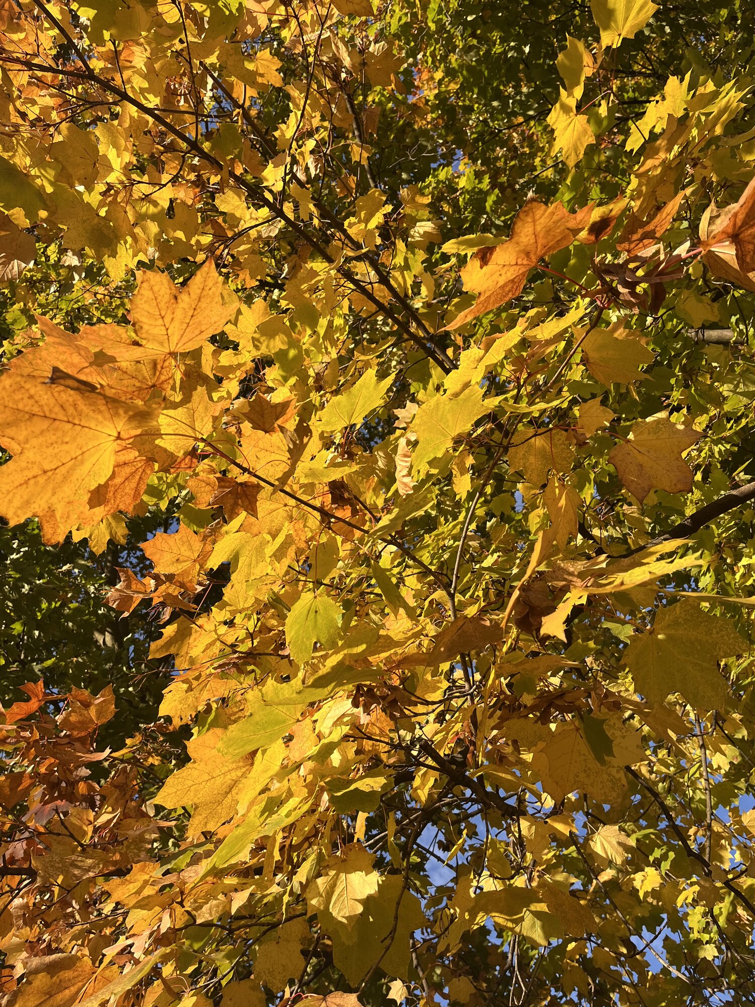 Fantastic Fall Fun 23.jpg