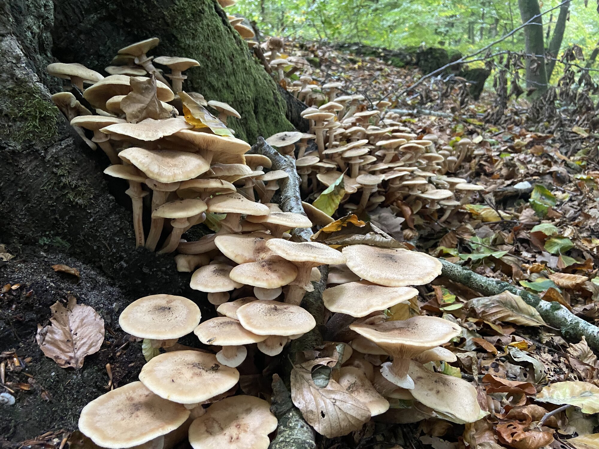 Fantastic Fall Fun 48.jpg