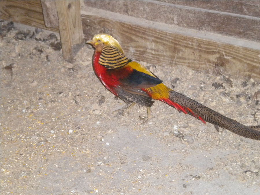 Fargus the red golden pheasant. He always runs around the room courting the other pheasants, he really has a happy personality and a good life.