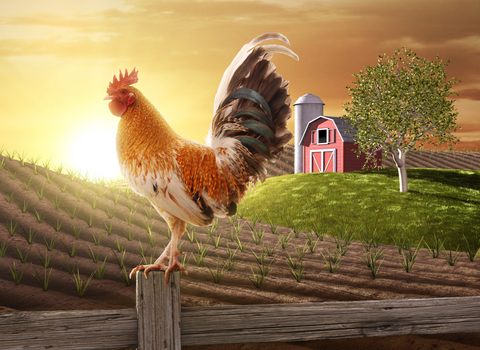 farm-rooster-drawing.jpg