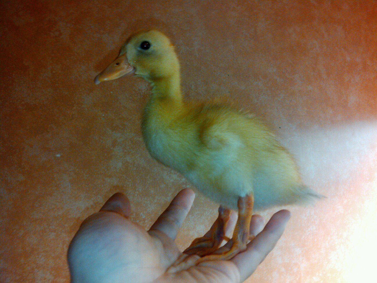 Faruq, Runner, 9 days old