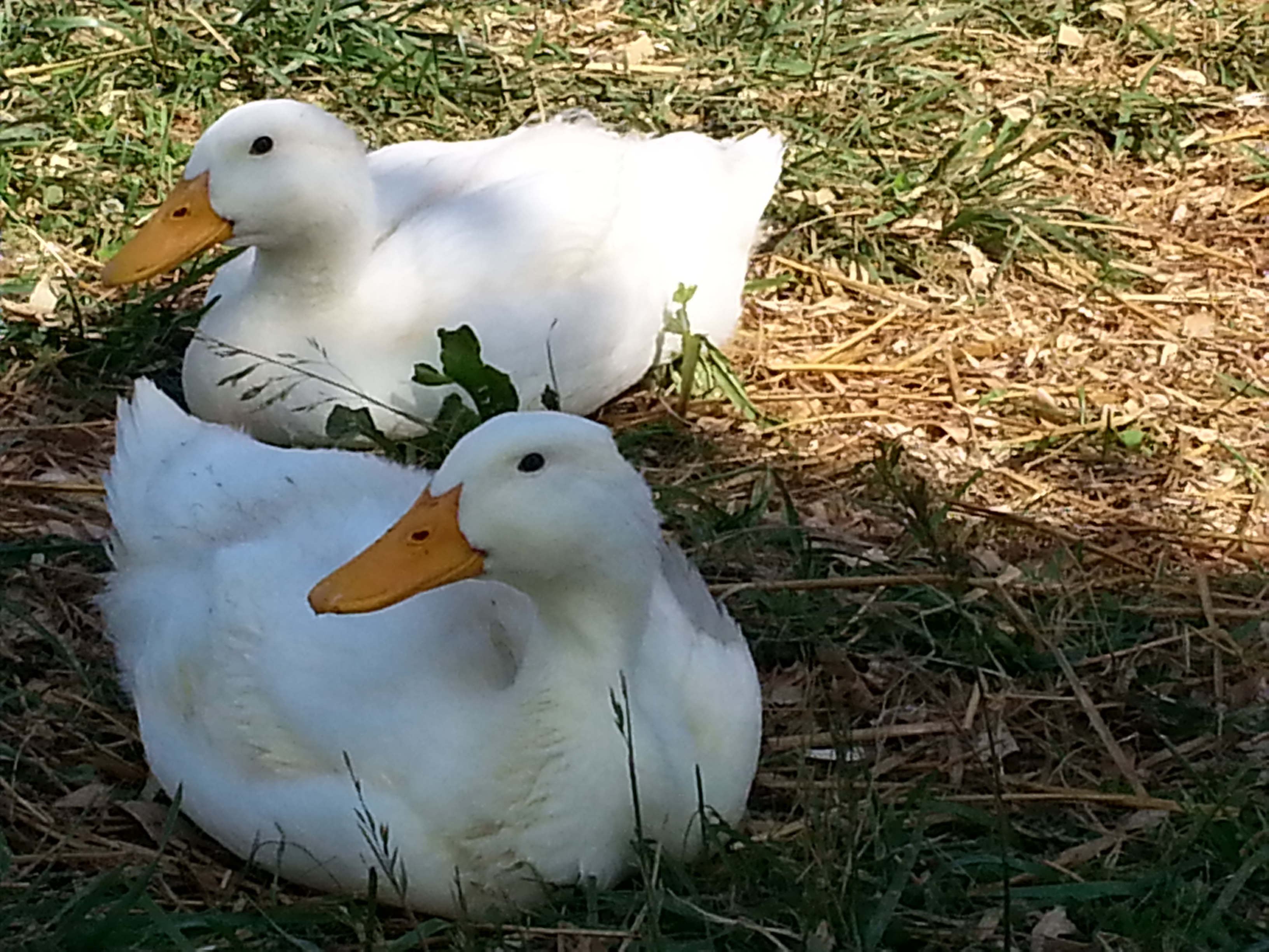 fat duckers