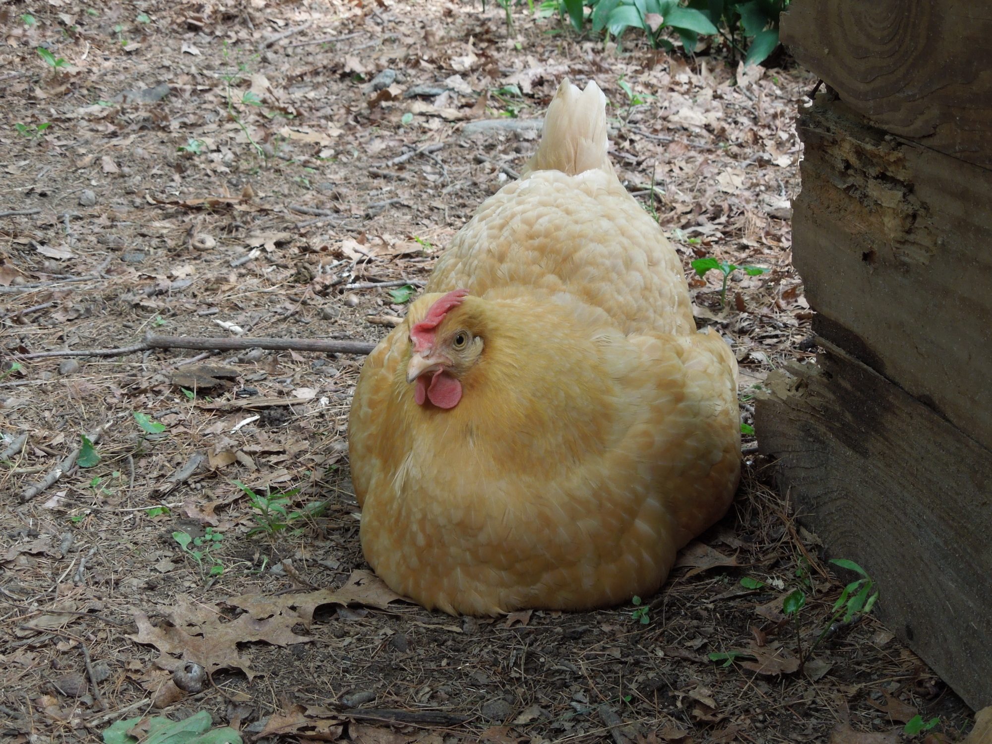 Fat ole Butter looks broody again, got kicked out of the coop for hogging the nesting boxes "sigh" agian.