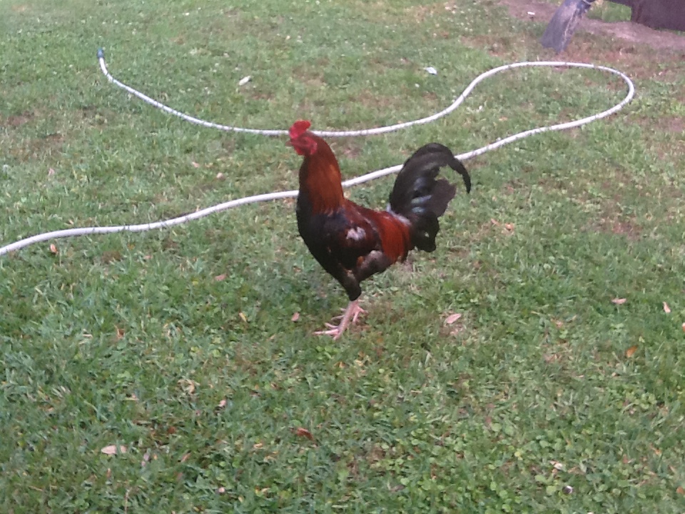 Father to sultan chicks