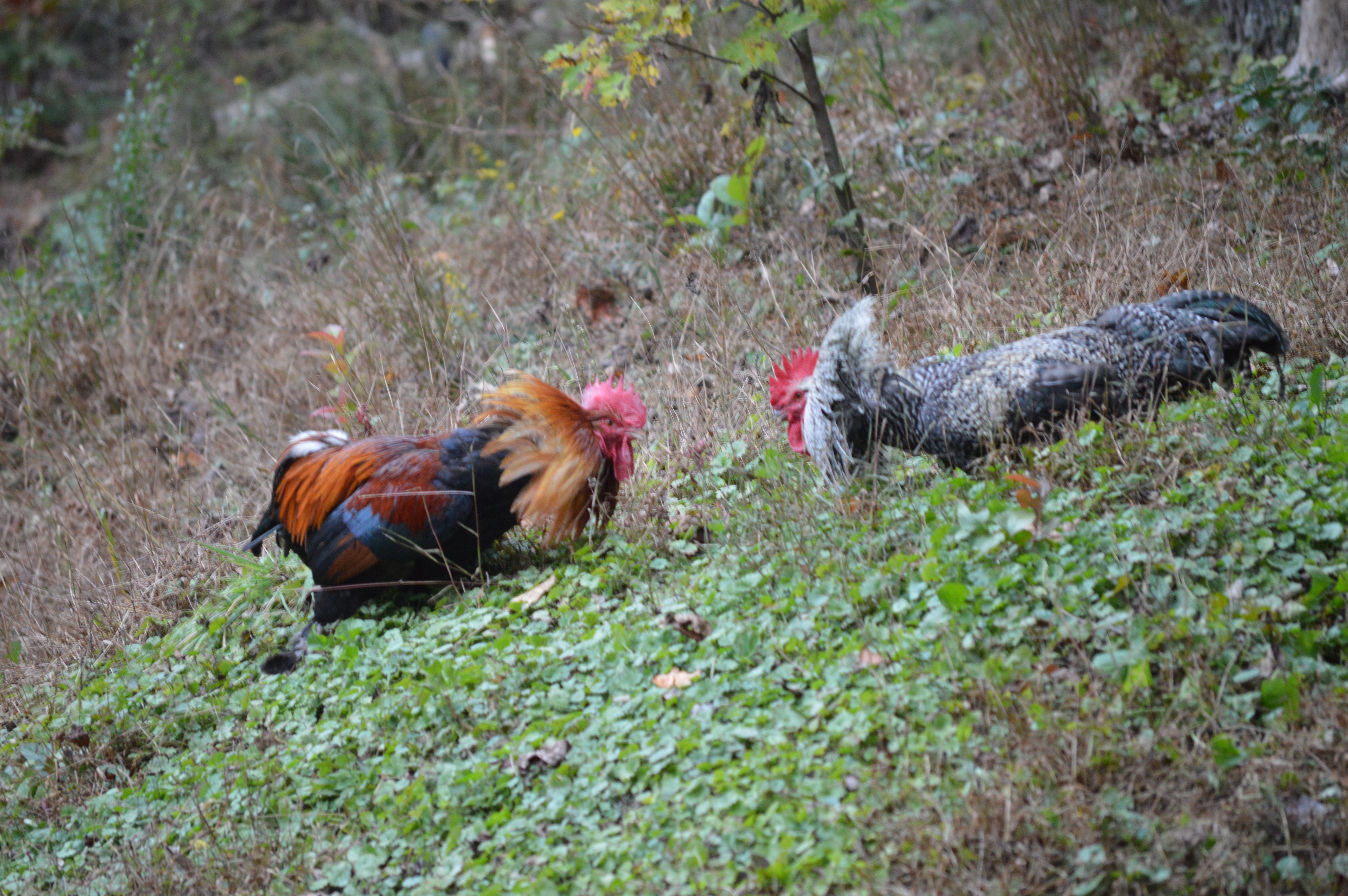 Father (wheaten)and son square off after 5 months of peaceful coexistence. This is the first time that this cuckoo maran rooster decided to stand up to his daddy. I guess they can't free-range together anymore.