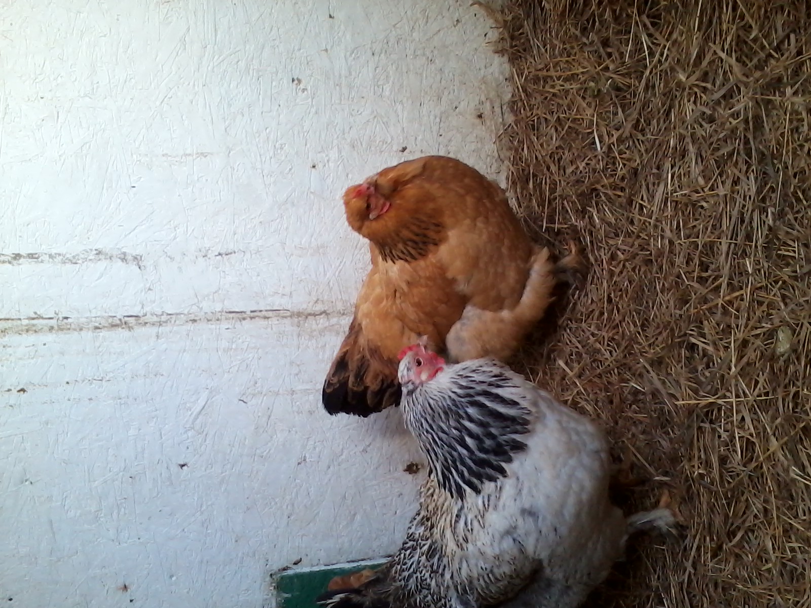 Fauna and Belle, Buff and Light Brahmas.