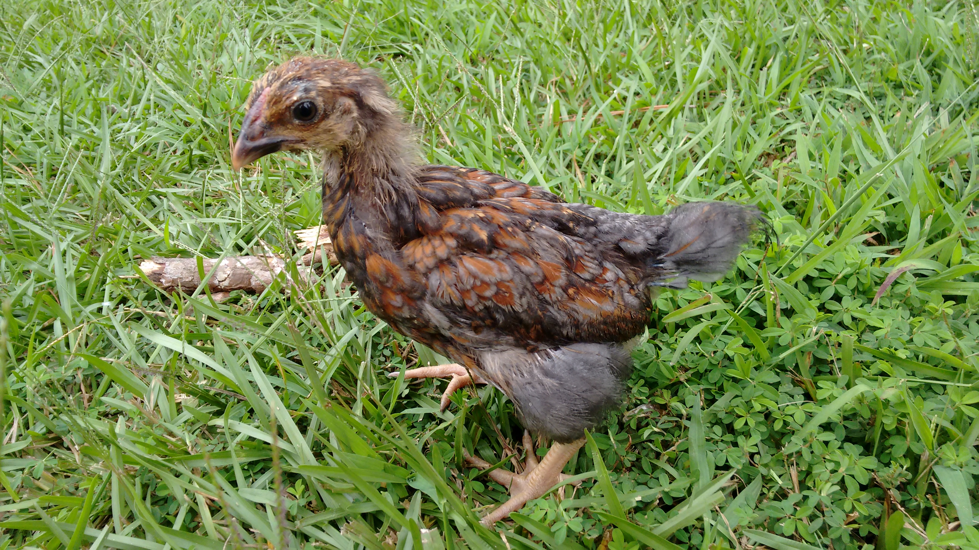 Fav little blue #1 Pullet?