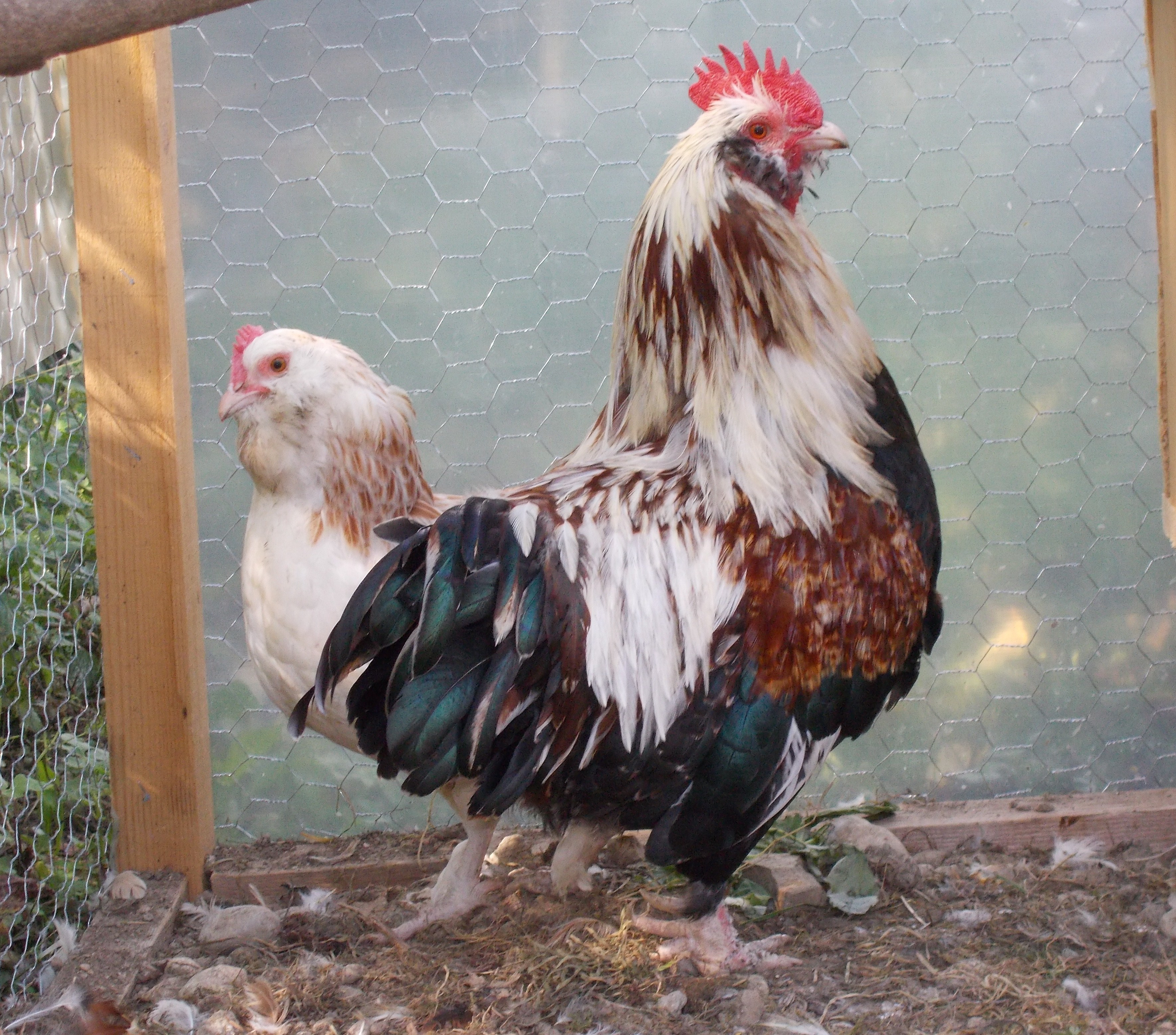 Faverolle bantam