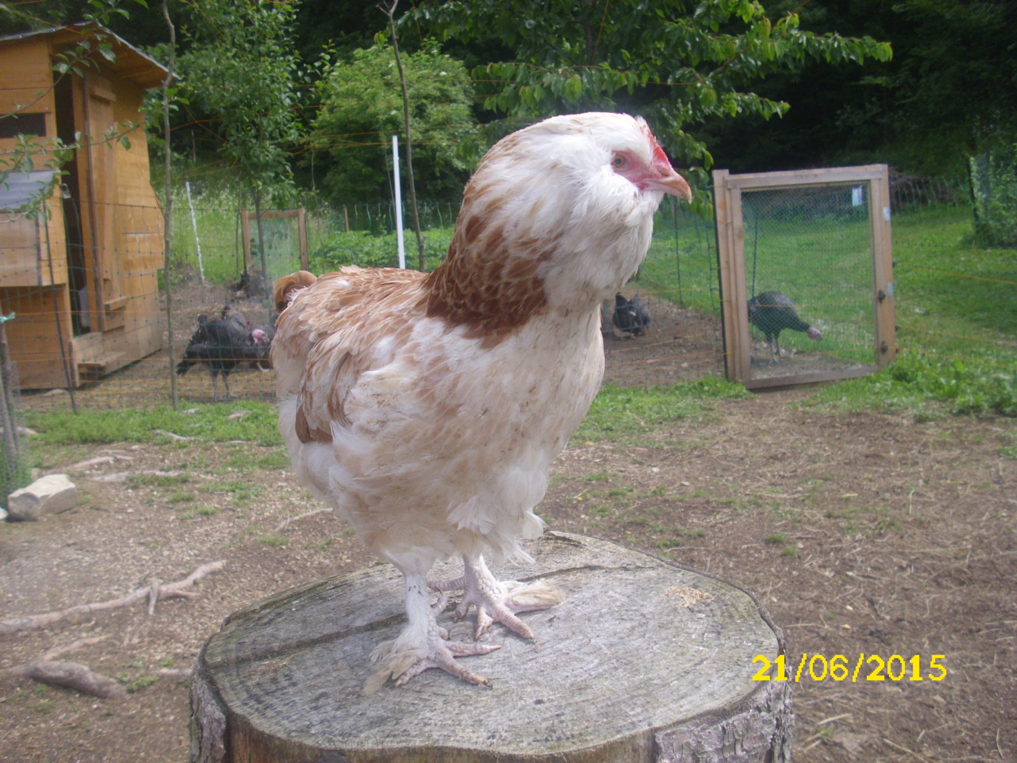 faverolle chicken