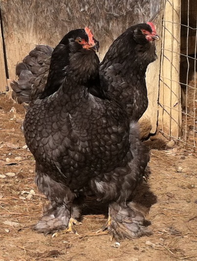 Faverolle x Cochin crossed pullets