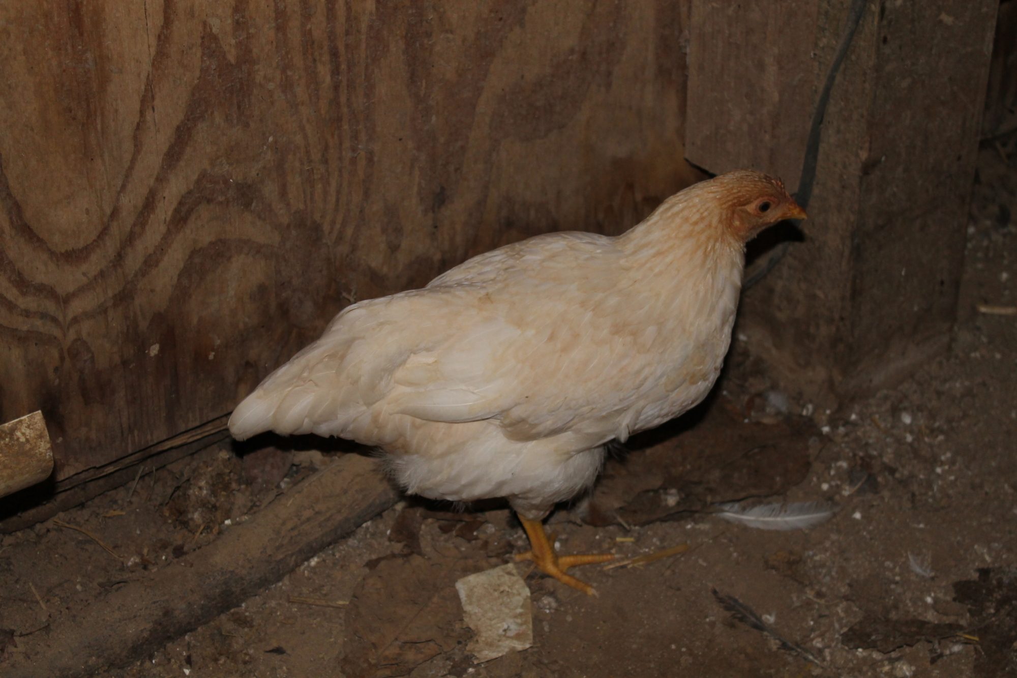 Favorite Hen... out of first batch of chicks