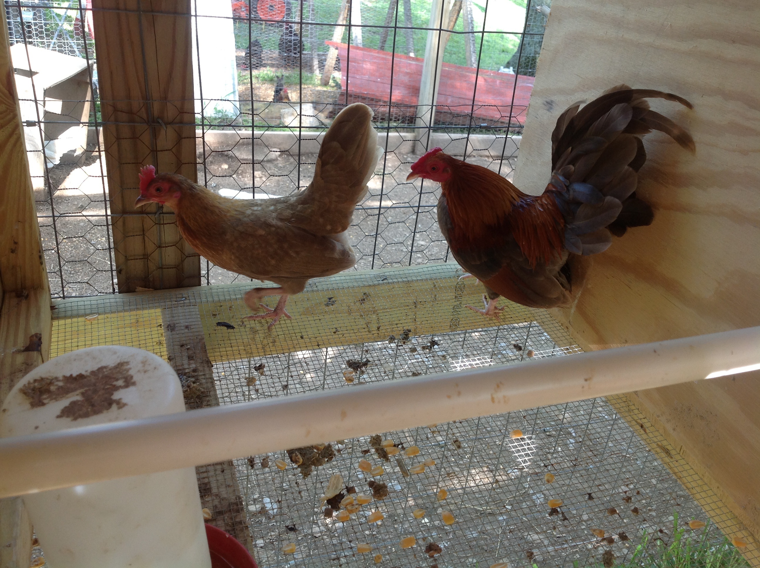 Fawn red pair