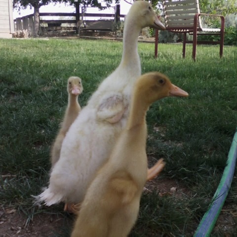 Fawn & White Indian Runner Ducklings