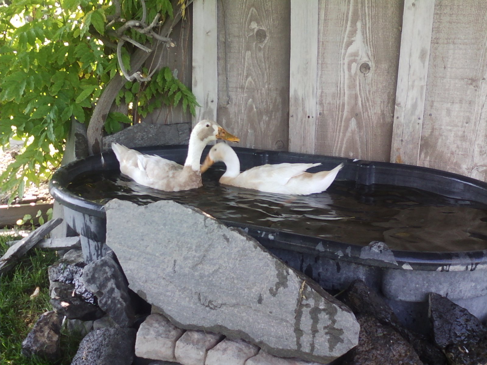 Fawn & White Indian Runner Ducks