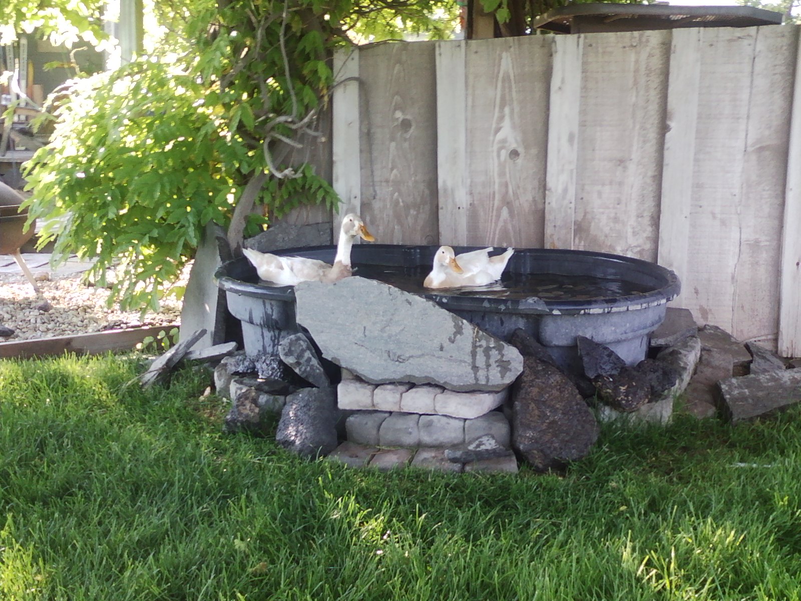 Fawn & White Indian Runner Ducks