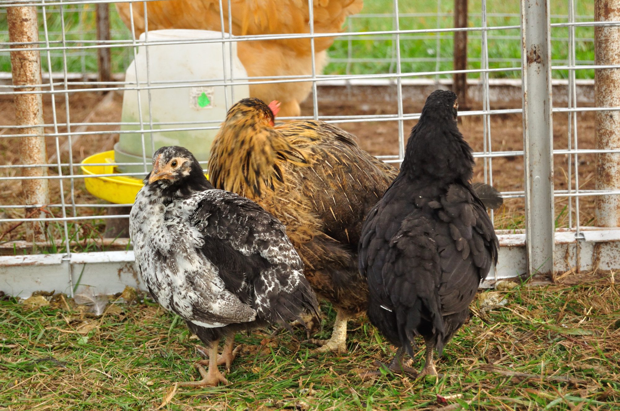 Faye with Eda and her last chicks out of 7. Pullets