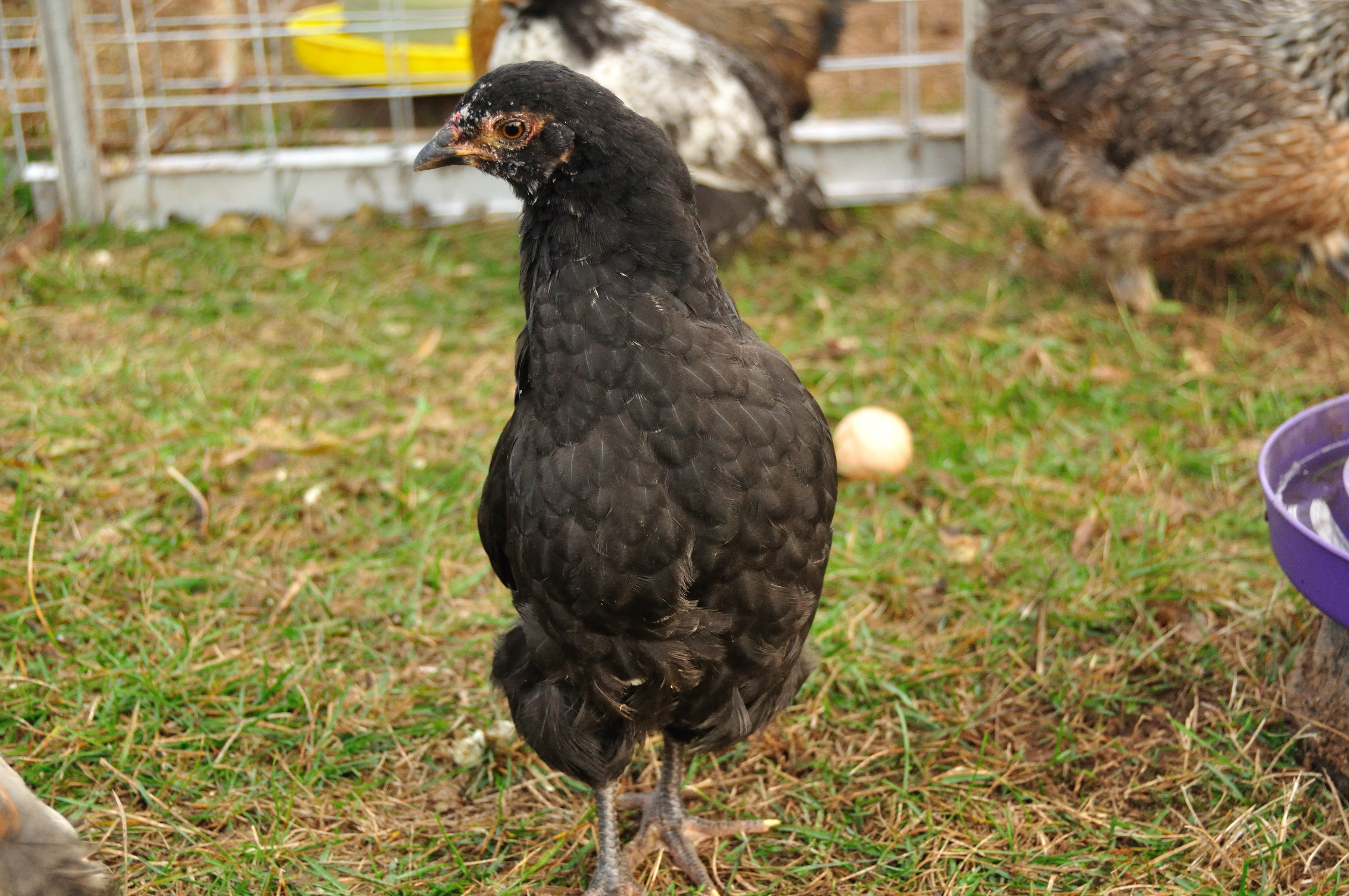 Fayes baby Pullet?