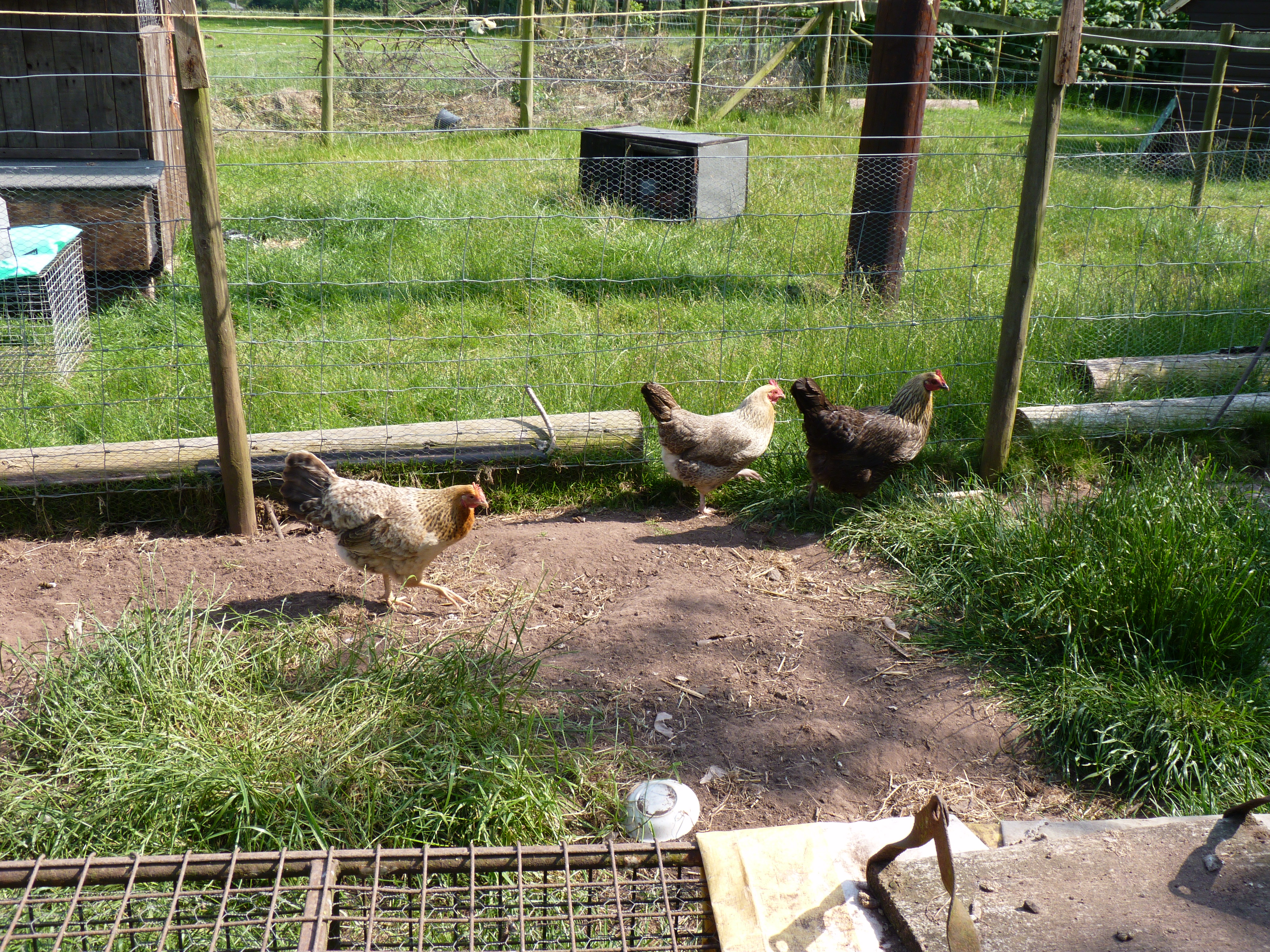 fayoumi cross hens