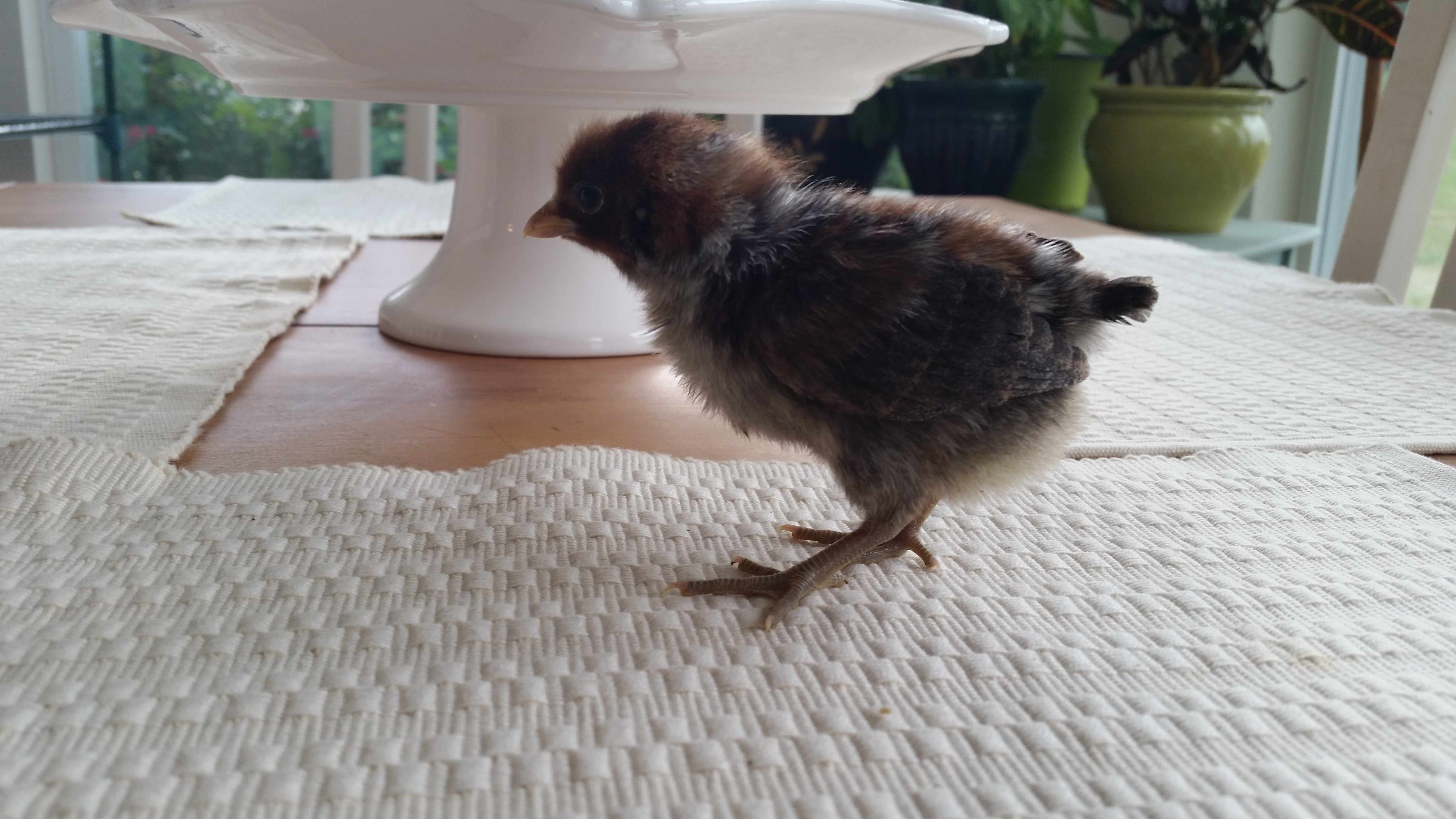 Fayoumi Pullet