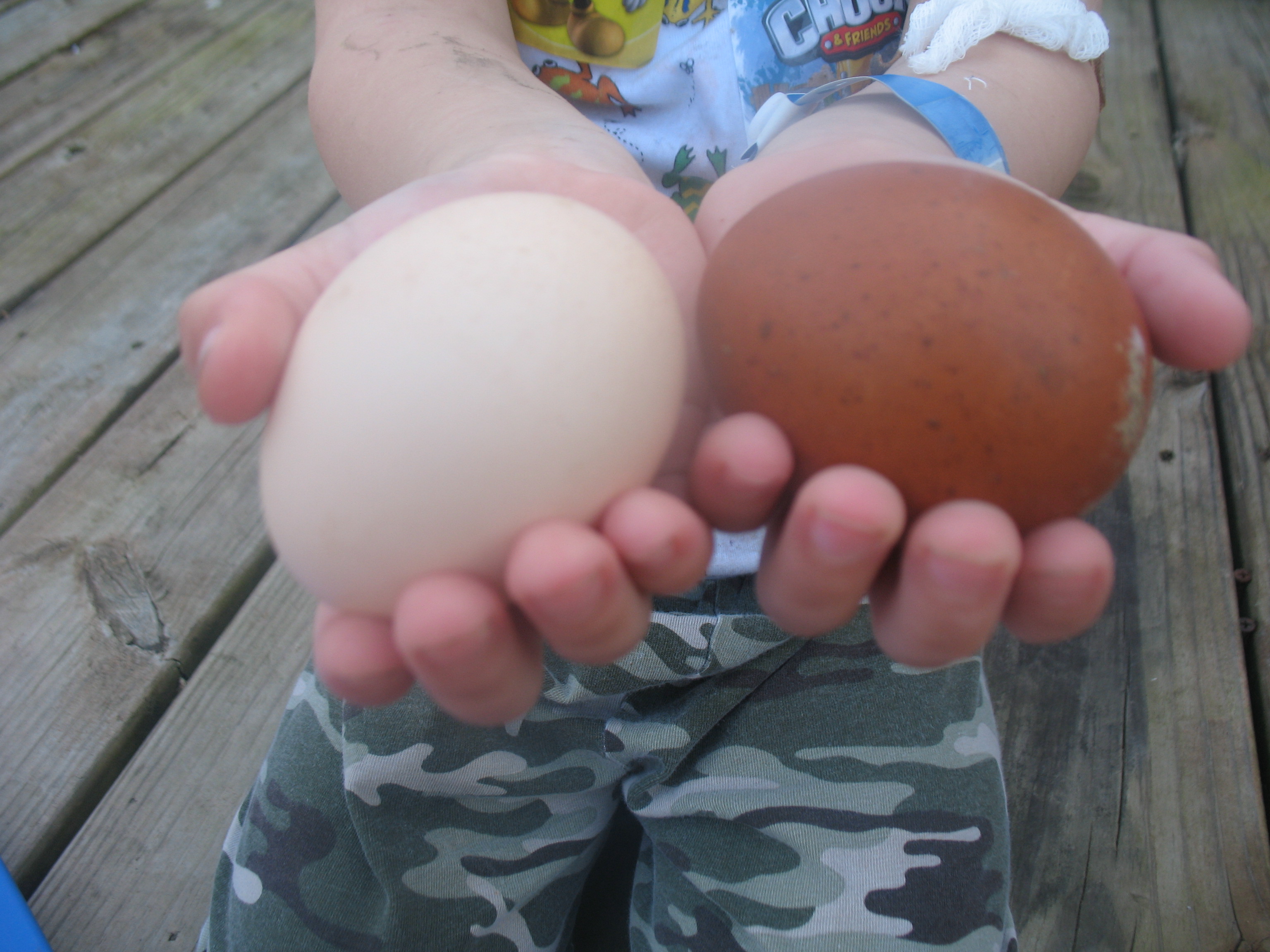 fbcm egg next to creamy brown colored egg... after about 1 month into her laying cycle