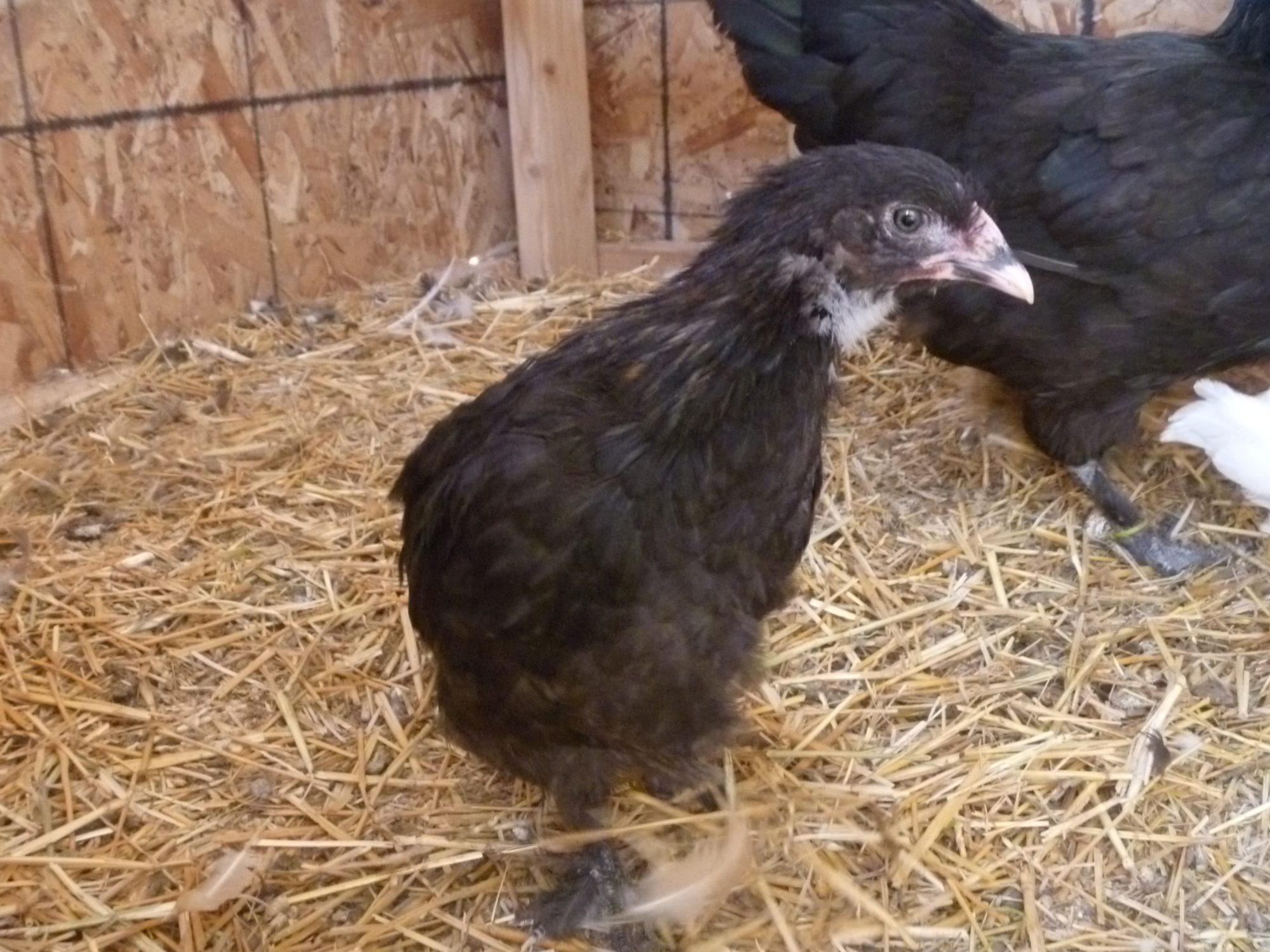 FBCM pullet from pawtraitart 7/15/12