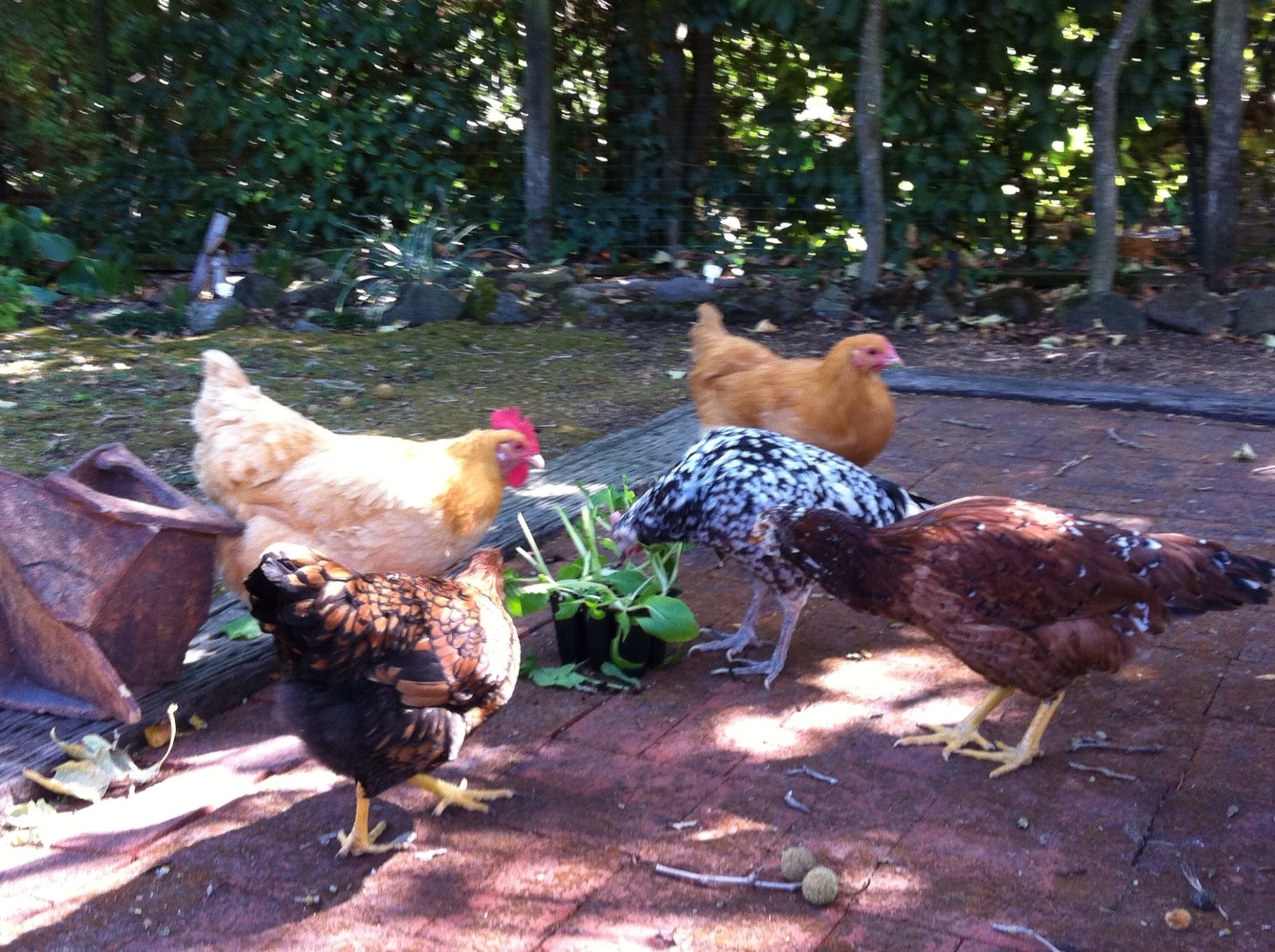 Feasting on a 6 pack of lettuce!
Dottie, golden laced Wyandotte, Blondie Buff Orpington , 15 year old Tac, Speckled Sussex, another Buff, Buffie! Russian Orloff, Olga!