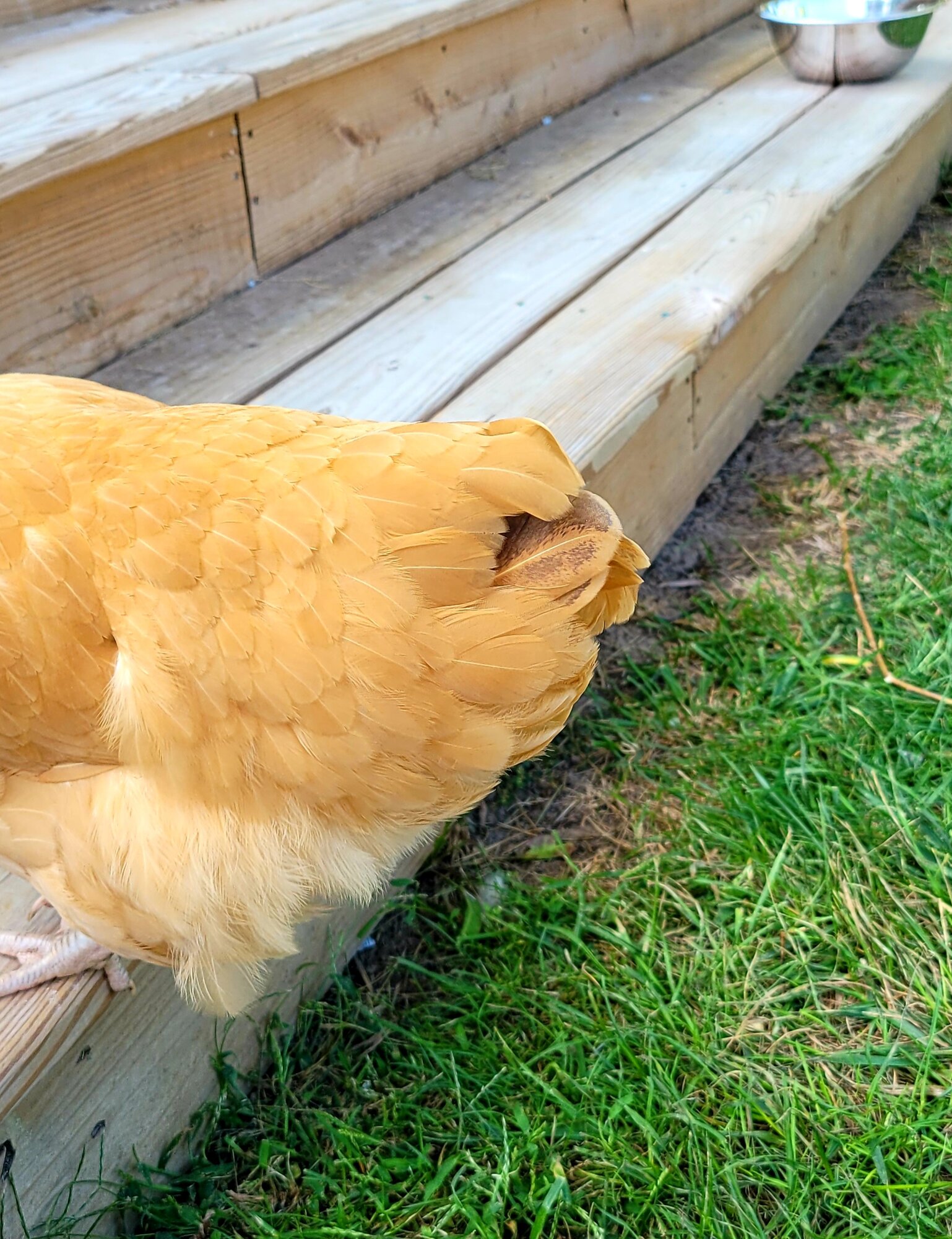 Feather coloring backyard chickens learn how to raise chickens