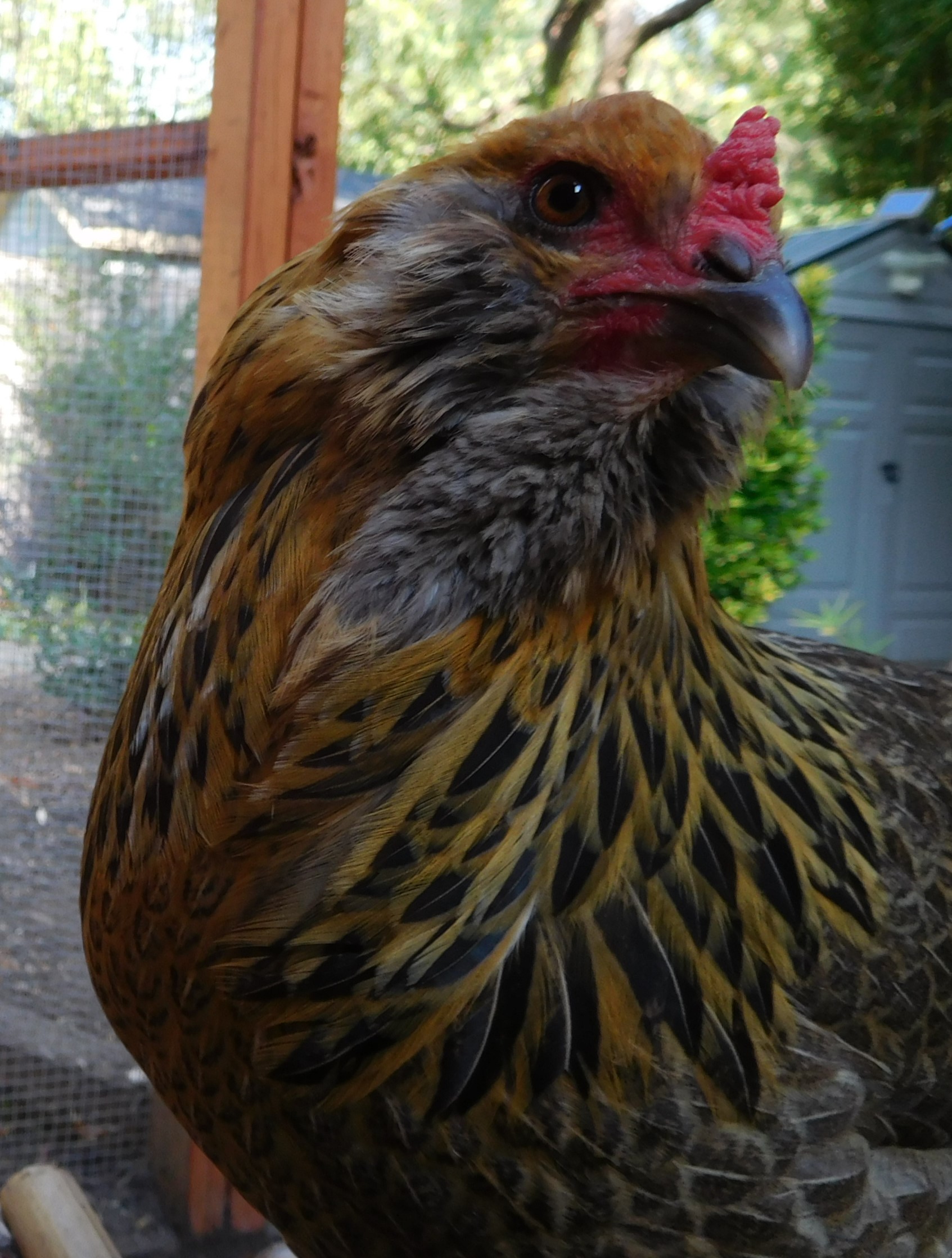 Feather Face, 16 months old.