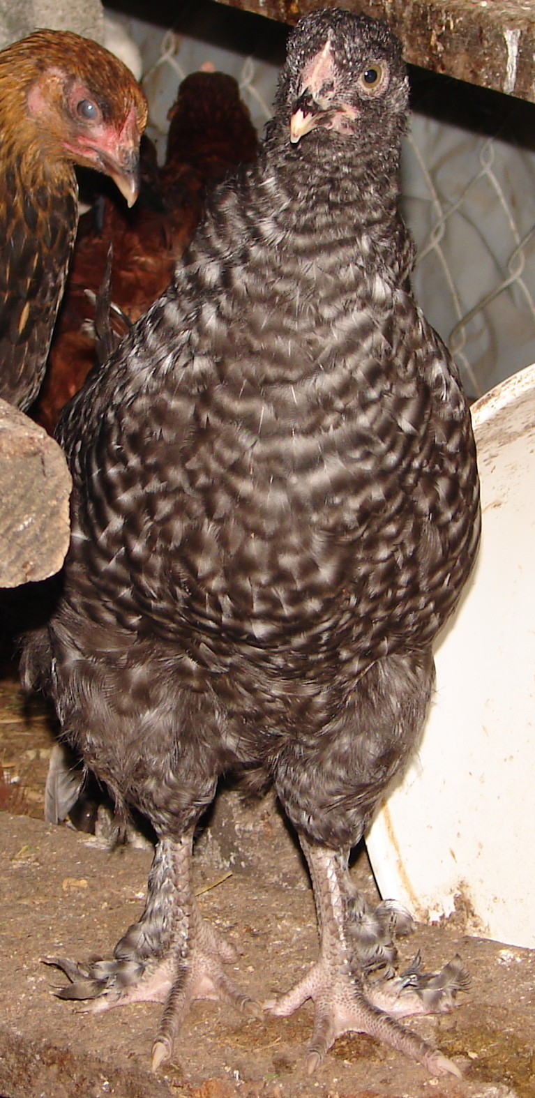 feather legged cuckoo marans - 9 weeks