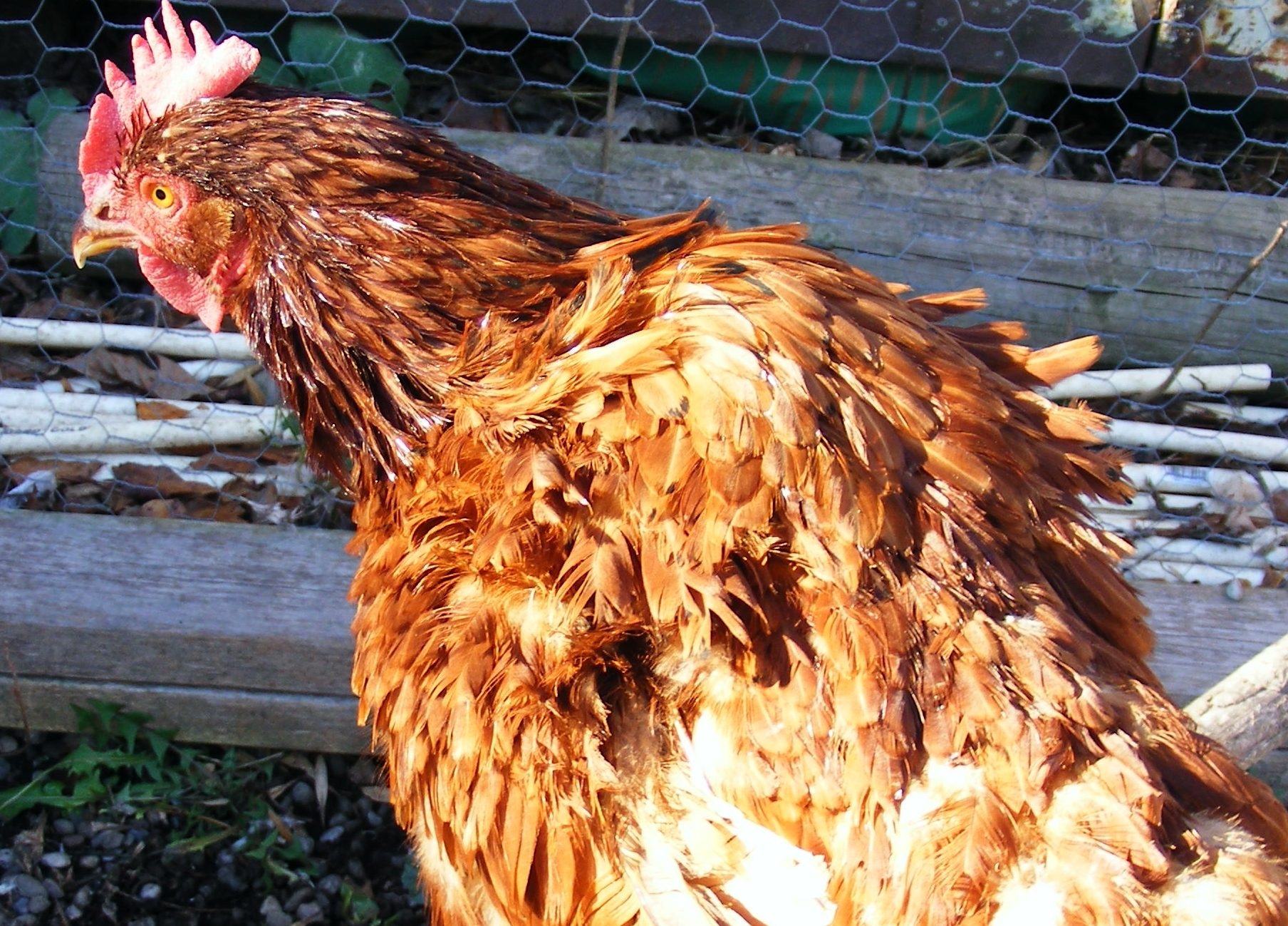 feather problem