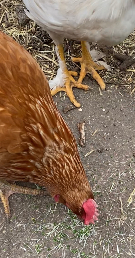Feather_toes.jpeg