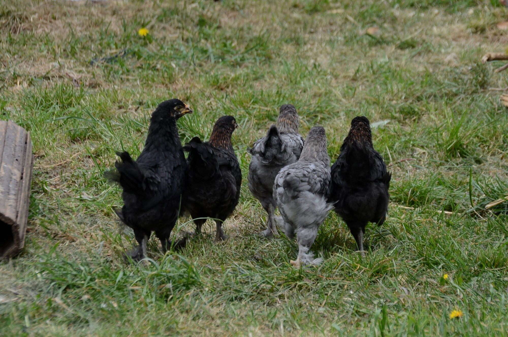 Feathered-bottomed girls...