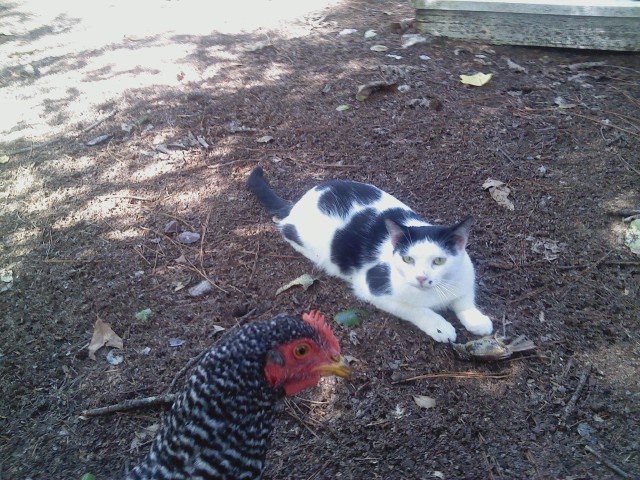 Featherhead is checking out Leroy's daily catch.