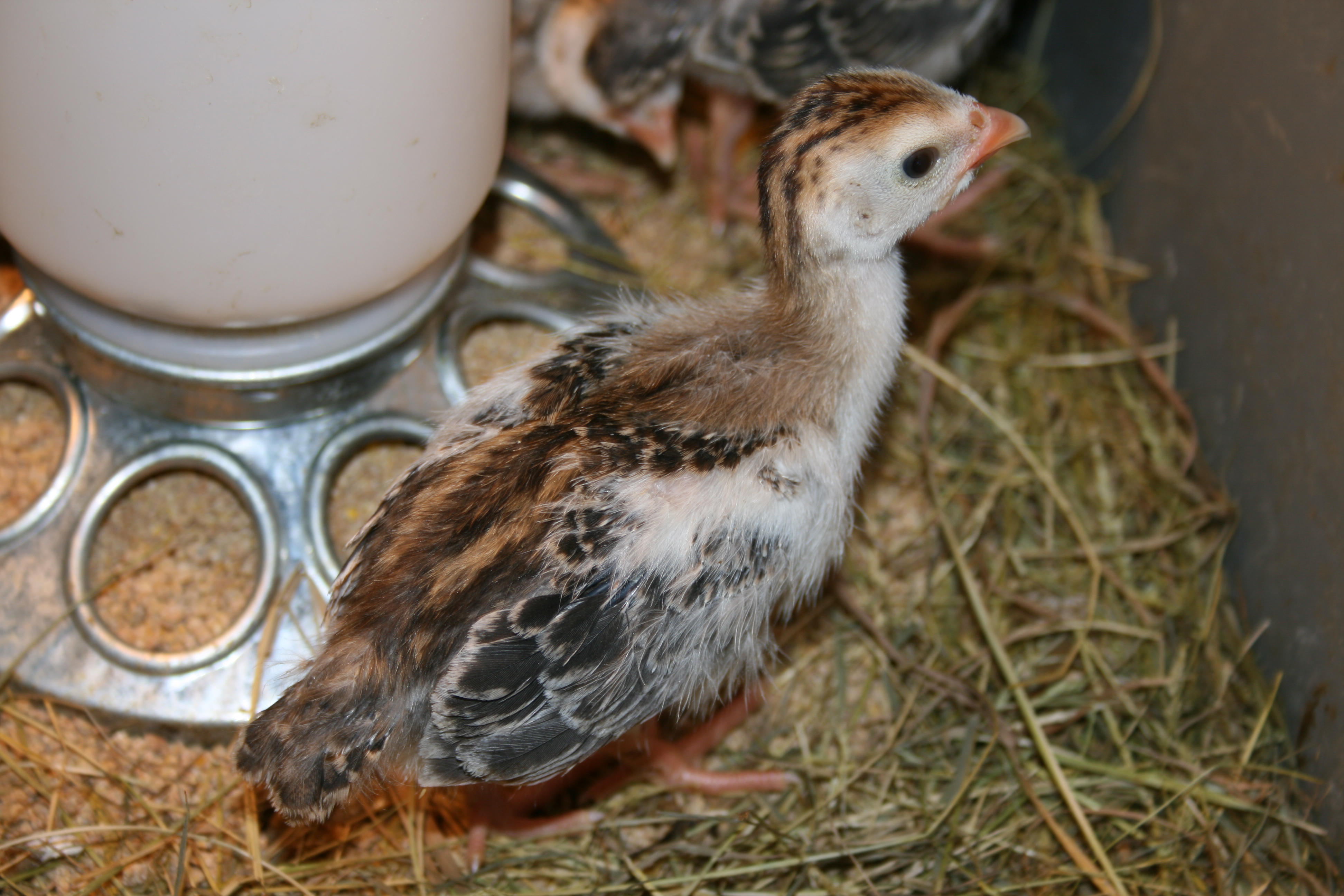 Feathering Out