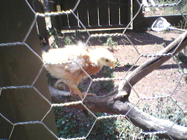 feathers almost all out. friendliest